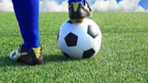 Picture for SOCCER Grades 4-5 Coed Fall League