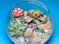 Picture for Succulent Garden Making | age 5-12