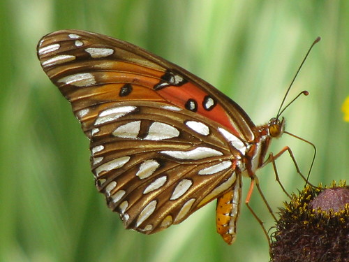 Course Butterfly Bombs image 1