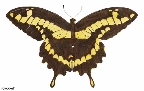 Course Butterfly Bombs image 2