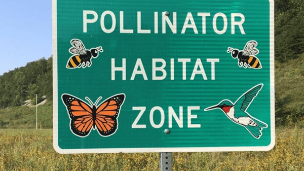 Picture for: Doing It Different: Habitat Help for Lawns, Shorelines & Pollinators