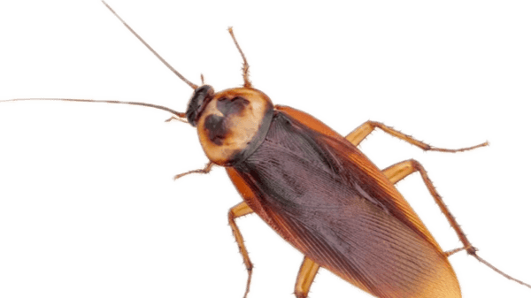 Picture for: Bugged Out Water