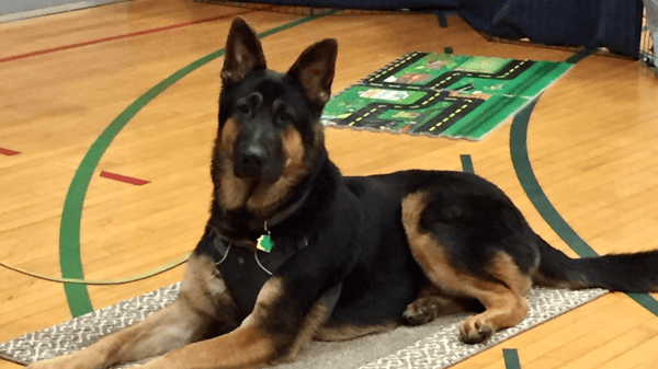 Course Longsnouts Dog Training image 1