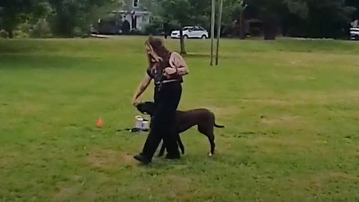 Picture for Walk With Me: Loose-Leash Basics Dog Training