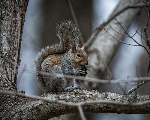 Picture for: Nature Detectives