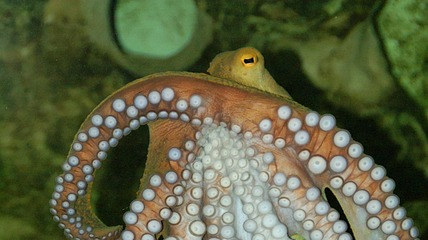 Picture for: Build-A-Brain Workshop