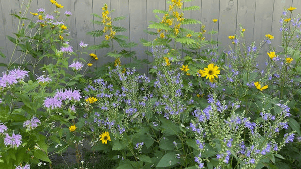 Course Choosing Native Plants for a Beautiful Garden image 1