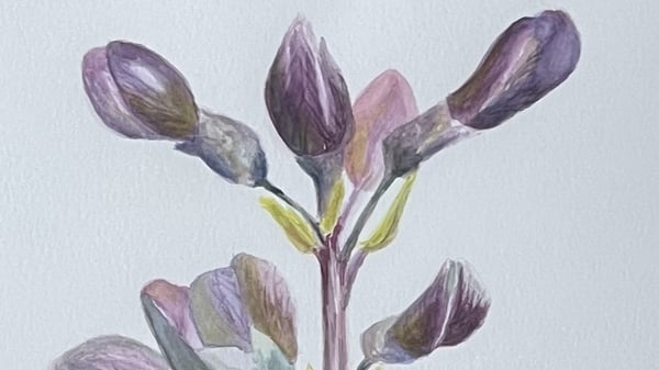 Picture for: Fundamentals of Botanical Painting with Watercolors