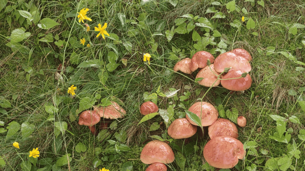 Picture for: Gardening with Fungi