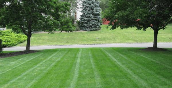 Picture for Organic Care for Lush Lawns