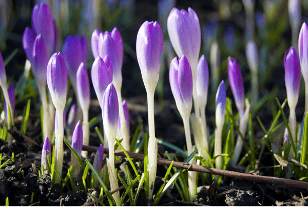 Picture for: Earth Day: Celebrate Signs of Spring