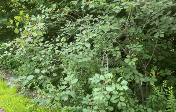 Picture for Control Invasive Woody Plants