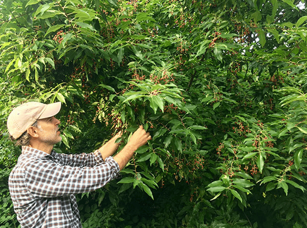 Picture for: Urban Foraging