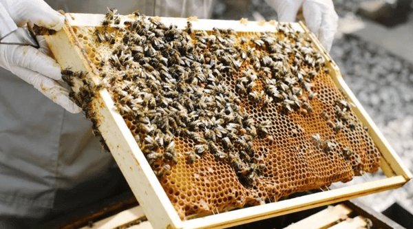 Picture for: Beekeeping for Beginners: It’s the Bee’s Knees