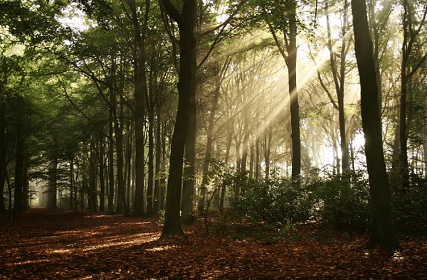 Course Natural Deathcare: Caring for the Body Caring for the Earth image 1