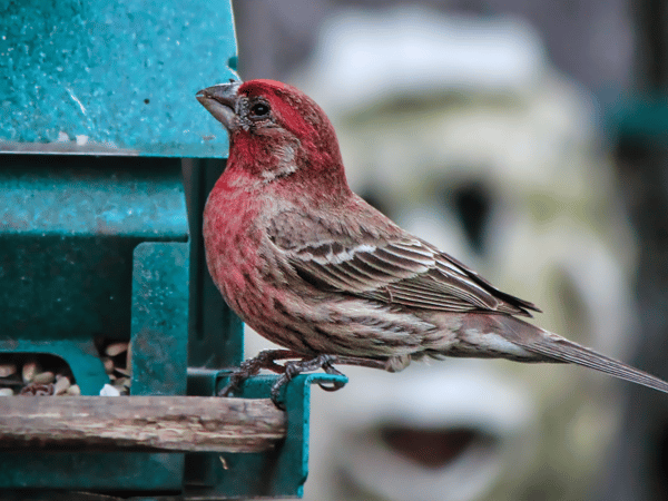 Picture for: Backyard Bird Song Identification