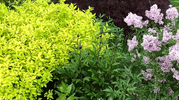 Picture for: Gardening for Beginners