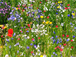 Course Fall Wildflowers of the The Autumn Equinox image 1