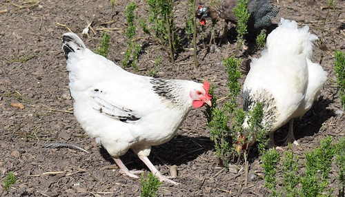 Picture for: Your Guide to Backyard Chickens: Cluck, Yeah!