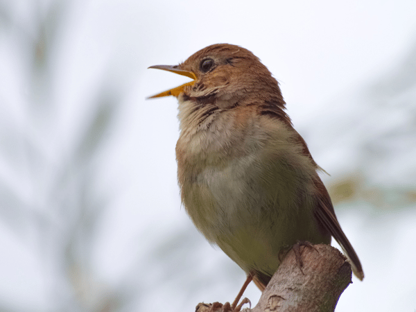 Course A Natural History of Music image 2