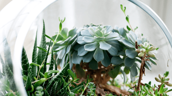 Picture for: Terrarium Workshop