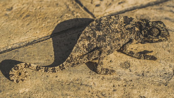 Course Little Zoologists image 1