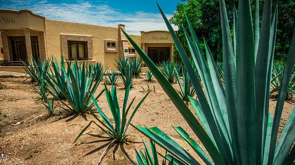 Course Tequila & Mezcal image 1