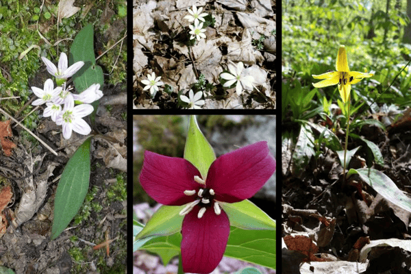 Course Spring Wildflowers image 1