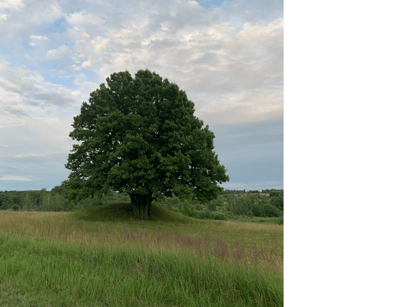 Picture for: Tree Identification