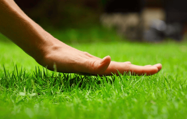Course Establishing & Maintaining a Healthy Lawn image 1