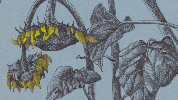 Course Botanical Art image 1