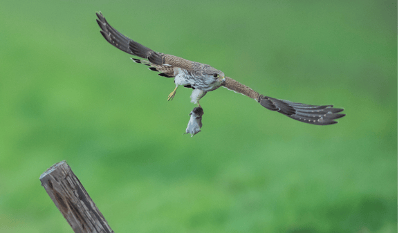 Course Rat Control Without Poisoning Wildlife image 1