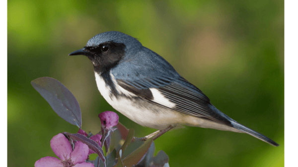 Picture for: Birdwatching 101: What to Know Before You Go