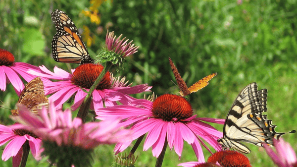 Picture for: Gardening for Biodiversity with Native Plants