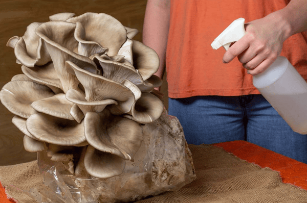 Course Grow Your Own Mushrooms image 1