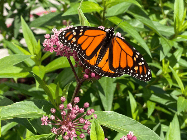 Course Design a Native Plant Garden image 1