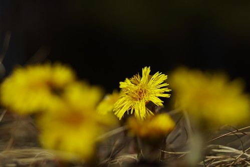 Picture for: Spring Equinox Walk