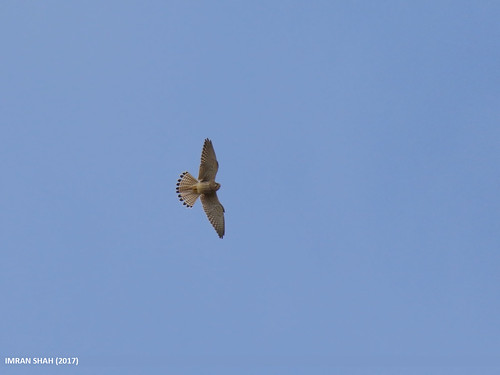 Common Kestrel (Falco tinnunculus)