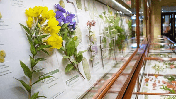 Course The Glass Flowers at Harvard's Museum of Natural History image 1
