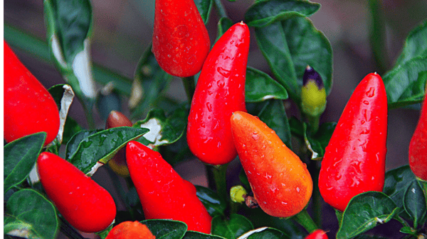 Course The Heat is On: Peppers, Hot Sauces & More! image 1