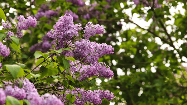 Course Spring Gardening: What to Do & What Not to Do image 1