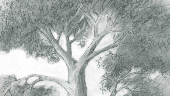 Course Learn to Draw from Observation image 1