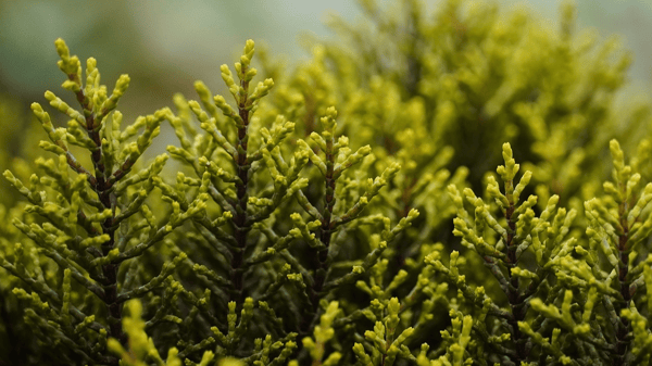 Course Spring’s in Swing: Walk Among Wildflowers & Shrubs image 1
