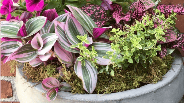 Image for Planter Design: Spring Annuals