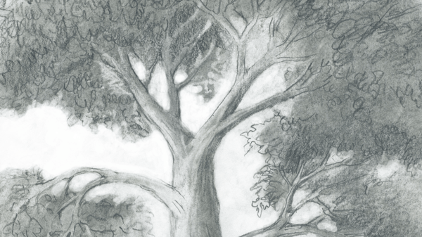 Course Drawing Basics: Nature as Your Guide image 1
