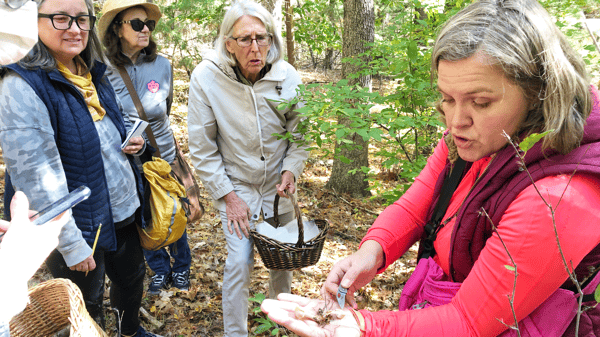 Picture for The Fungi Foray:  Marvelous Mushrooms