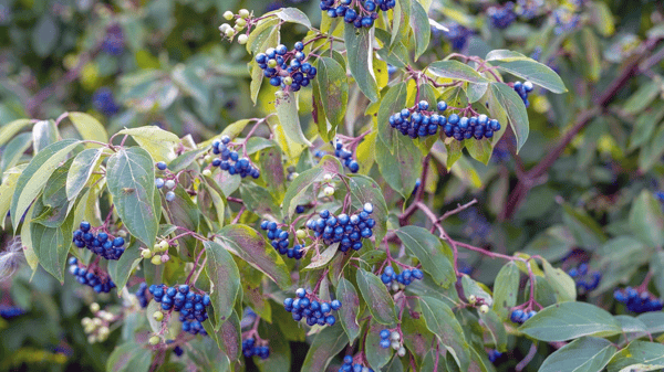 Picture for: Spring’s in Swing: Walk Among Wildflowers & Shrubs