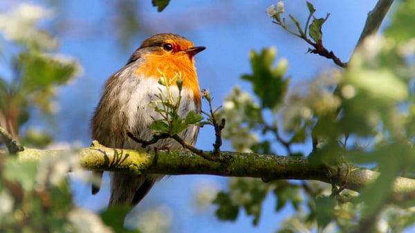 Picture for Nature Photography: Birds & Wildlife