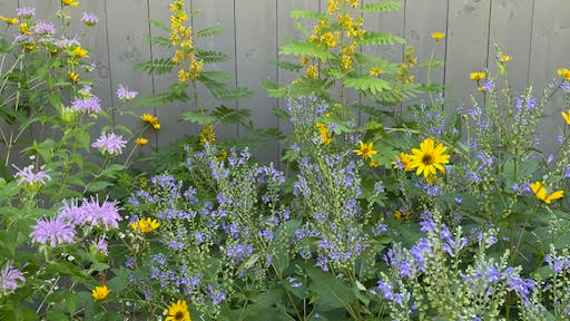 Picture for: Creating an Ecological Garden
