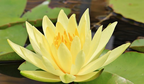 Picture for: Mindfulness Meditation